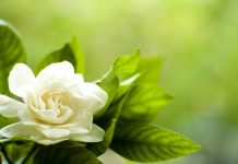 Hukum Menyanyikan Lagu Aisyah Istri Rosulullah