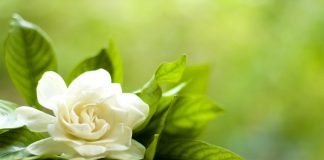 Hukum Menyanyikan Lagu Aisyah Istri Rosulullah