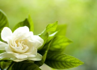 Hukum Menyanyikan Lagu Aisyah Istri Rosulullah