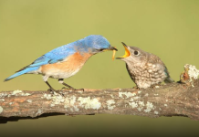 Tadabbur QS. An Nahl (16) : 79, Belajar Tawakkal dari Burung
