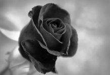 Apa Hukum Menikahi Wanita yang Sedang Hamil Karena Zina dan Cerai?