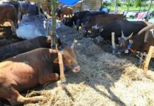 Ini 3 Dalil Kenapa Kita Harus Ikutan berQurban