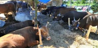 Ini 3 Dalil Kenapa Kita Harus Ikutan berQurban