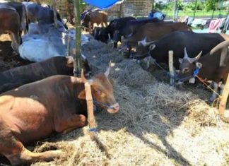 Ini 3 Dalil Kenapa Kita Harus Ikutan berQurban