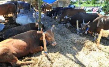 Ini 3 Dalil Kenapa Kita Harus Ikutan berQurban