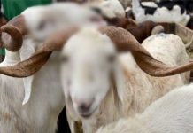 Tuntunan Ringkas Tentang Ibadah Qurban