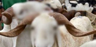 Tuntunan Ringkas Tentang Ibadah Qurban