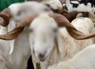 Tuntunan Ringkas Tentang Ibadah Qurban