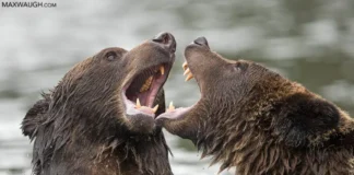 Ketika Zalim Membalas Zalim: Hikmah Ilahi di Balik Kekacauan Dunia