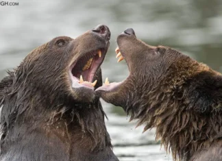 Ketika Zalim Membalas Zalim: Hikmah Ilahi di Balik Kekacauan Dunia