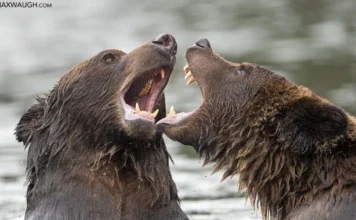 Ketika Zalim Membalas Zalim: Hikmah Ilahi di Balik Kekacauan Dunia
